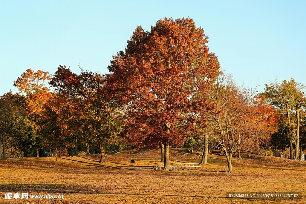 秋日绚烂树林美景