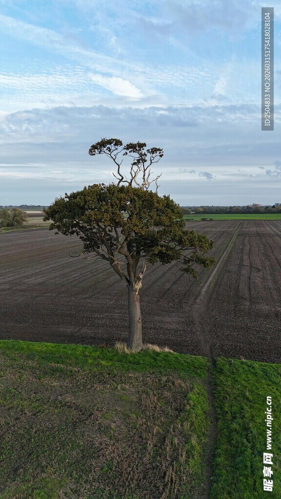 田野孤树风景