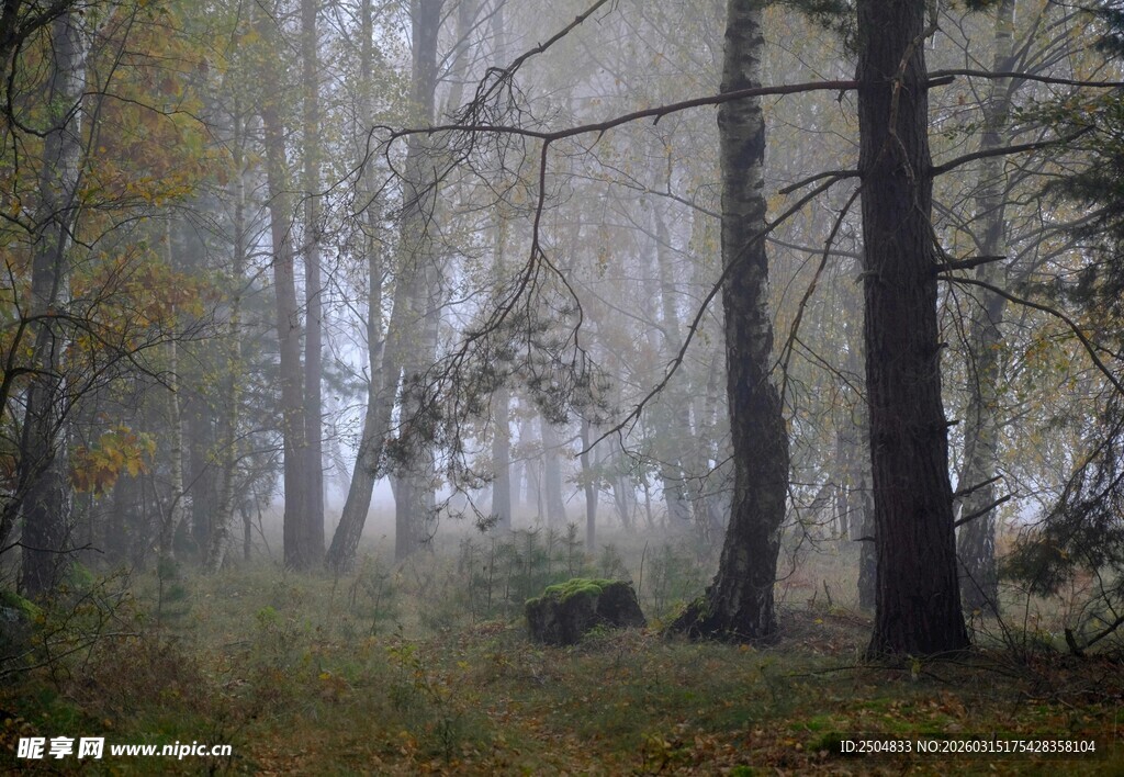 雾中森林的静谧景象
