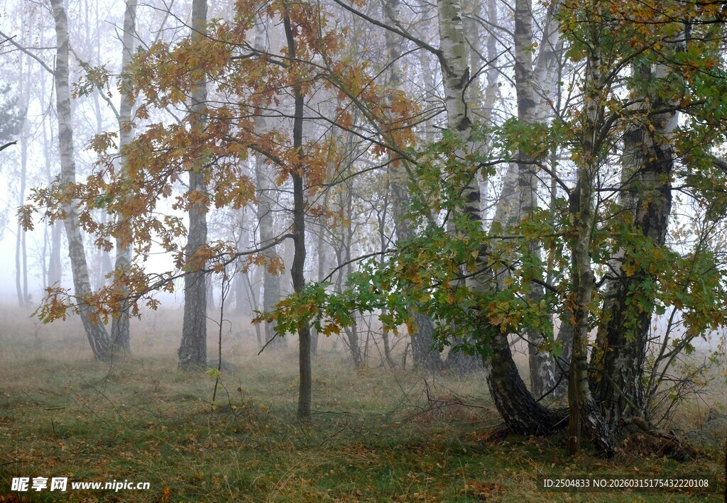 雾中枫林 秋意弥漫