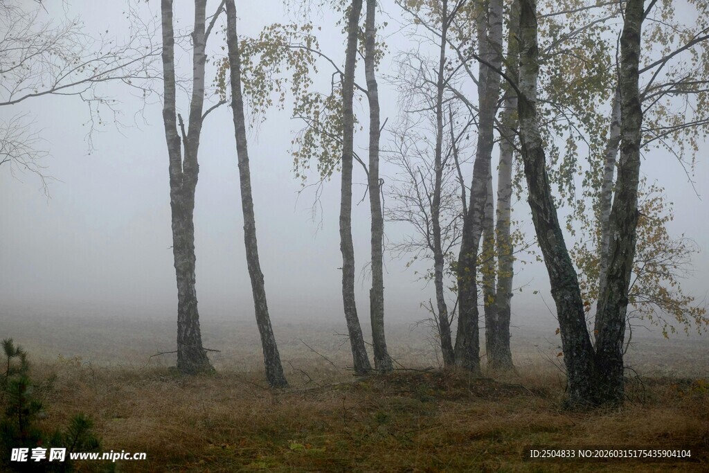 雾中树林 静谧自然景象