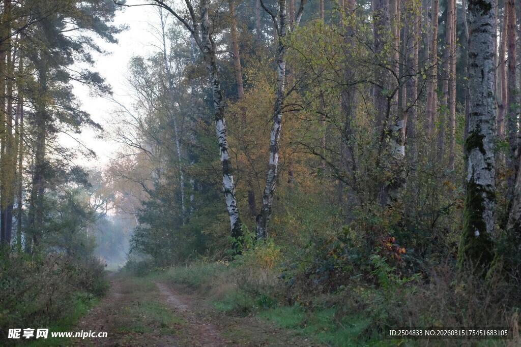 林间小道 静谧自然之景