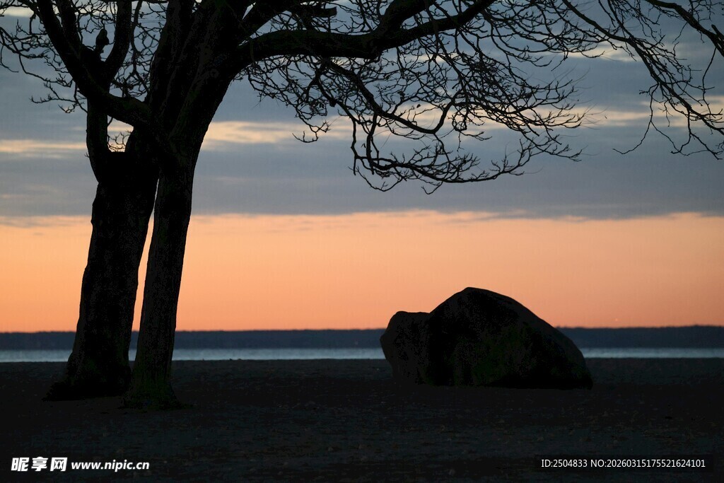 夕阳下的树与海边巨石