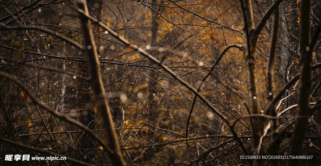 冬日枯树枝干景象