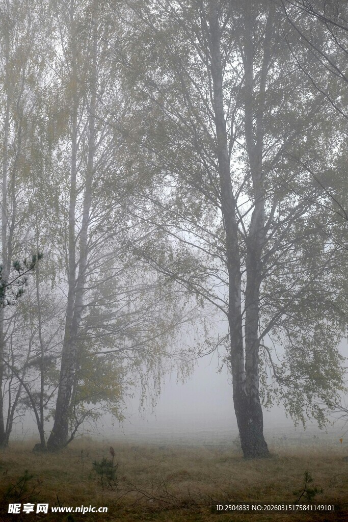 雾中树林 静谧自然景象