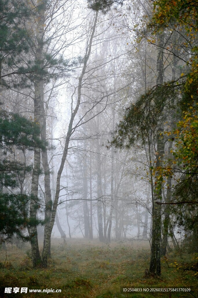 雾中森林的静谧景致