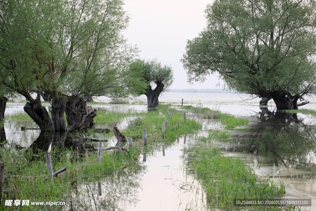 水畔枯树与新生草木景观