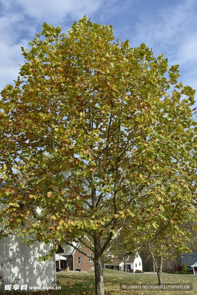 秋日金黄树叶的高大树木