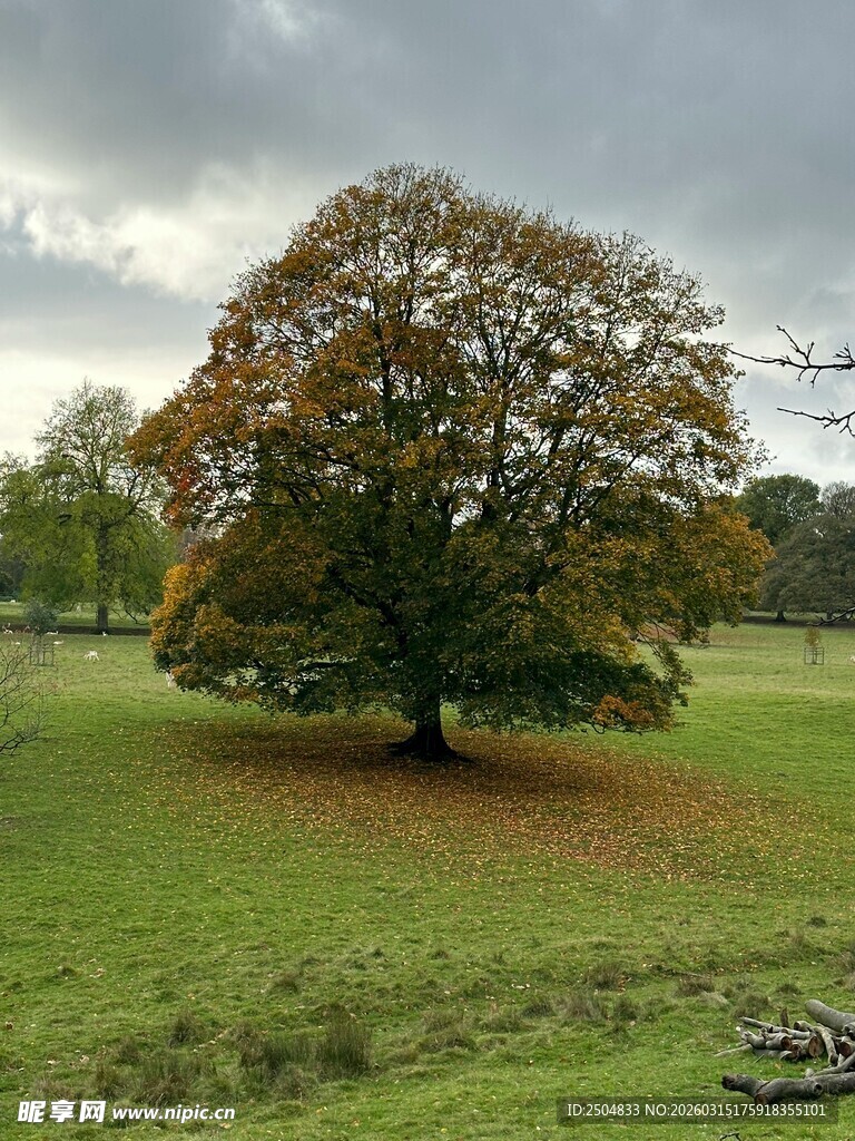 秋日孤树于广袤绿地