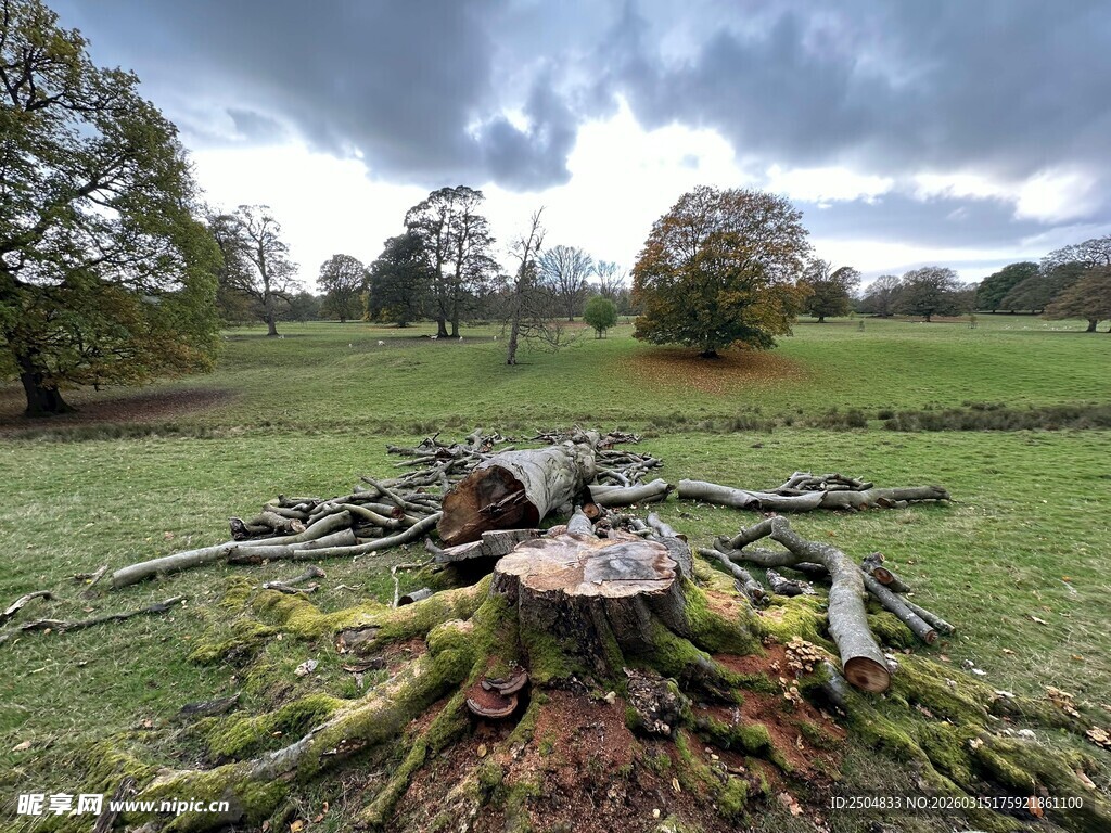 原野中的枯树桩景观