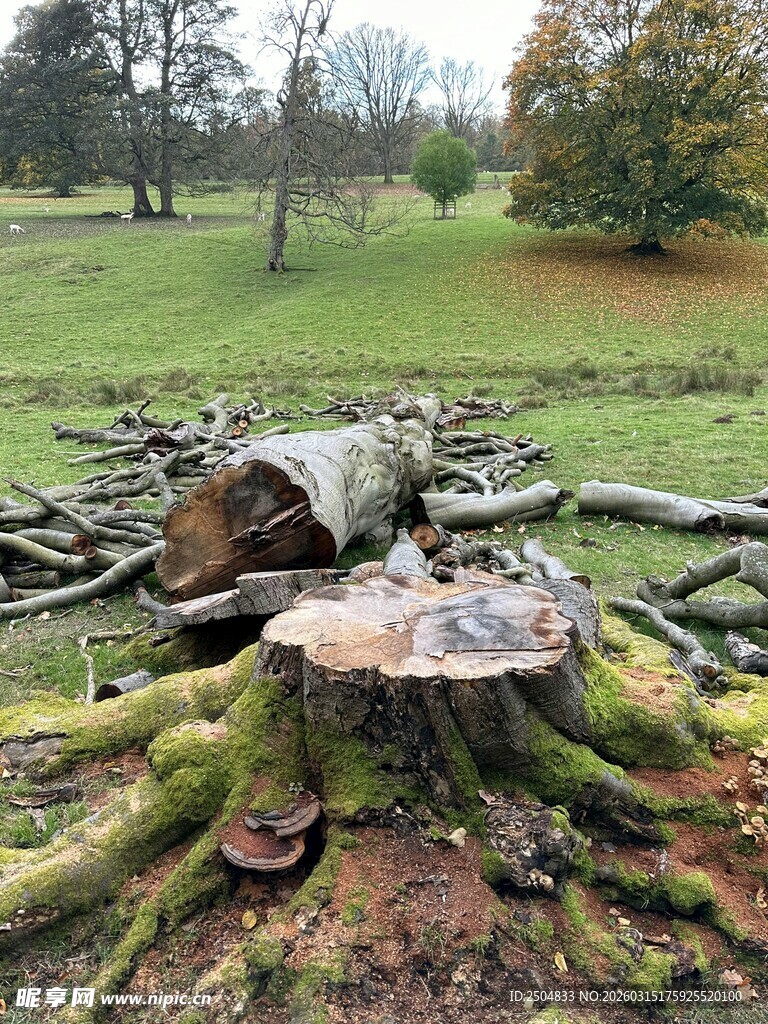 森林中古老树桩与倒下树干
