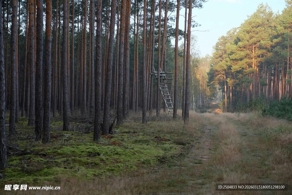 林间小道 静谧树林风光