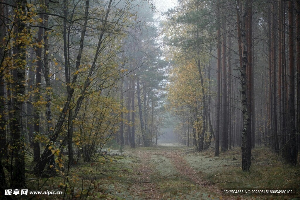 雾中幽径的秋日森林