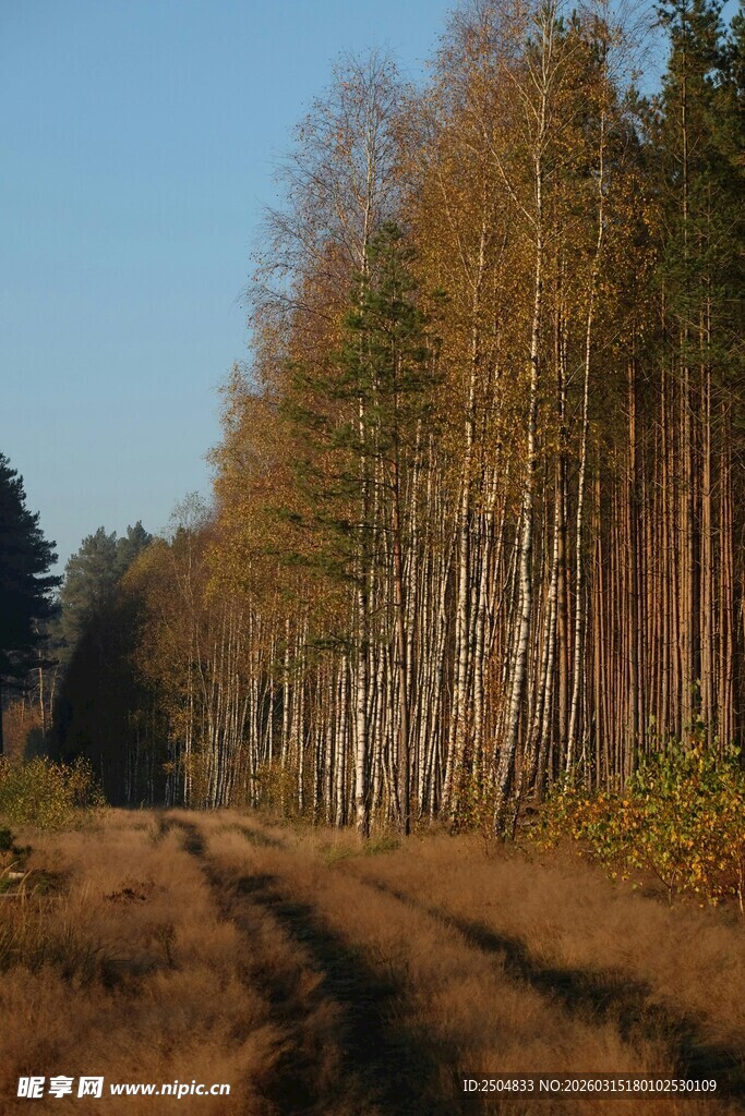 秋日林间车辙路
