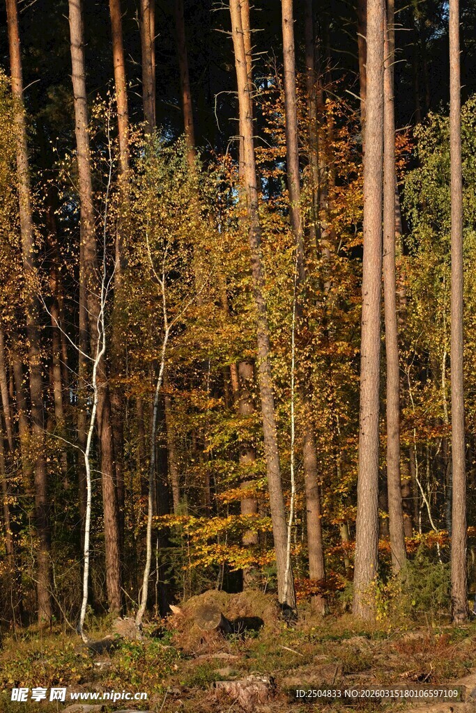 秋日树林美景
