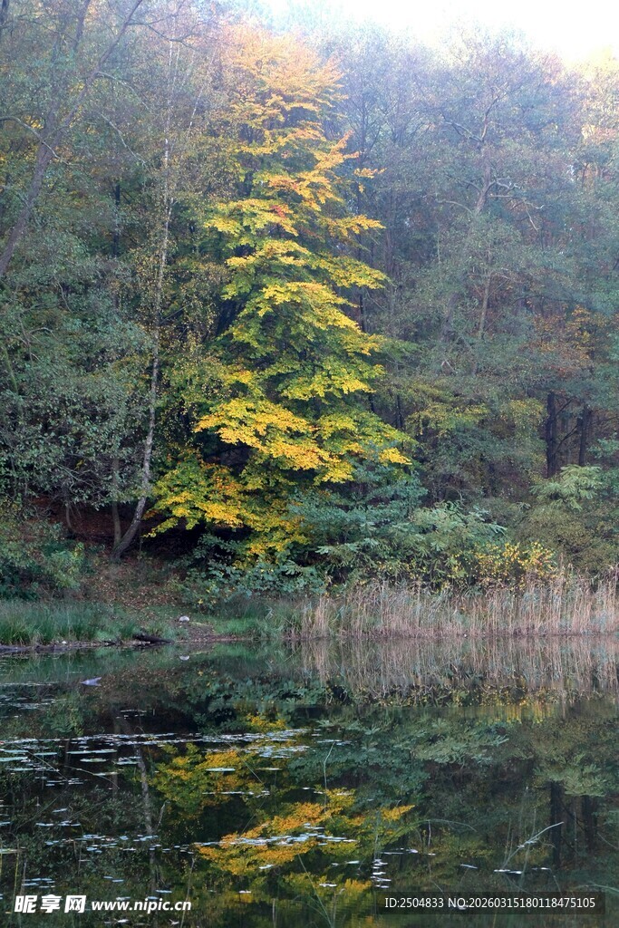 秋日湖畔斑斓树林美景