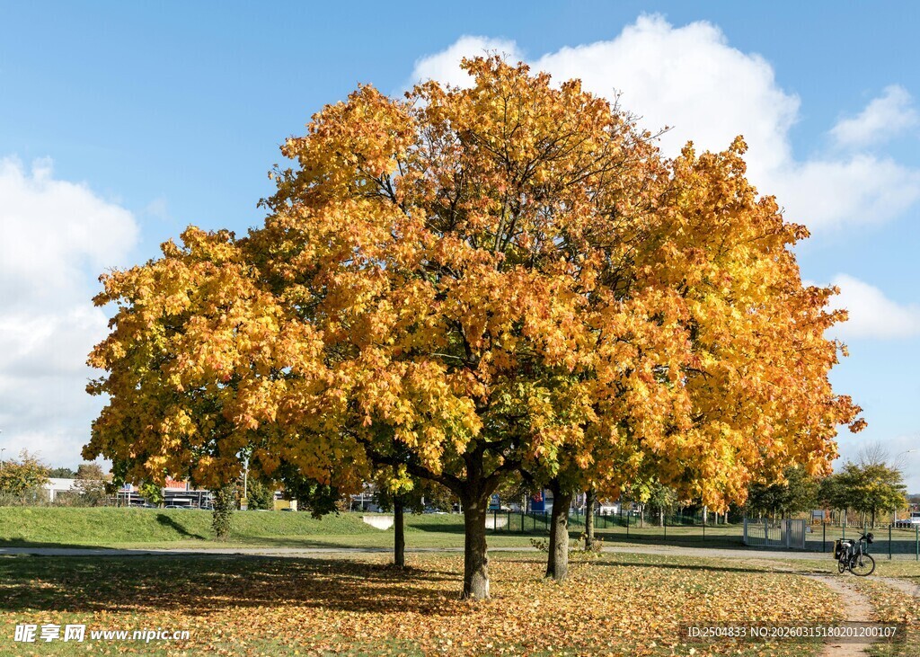 秋日公园的金黄大树