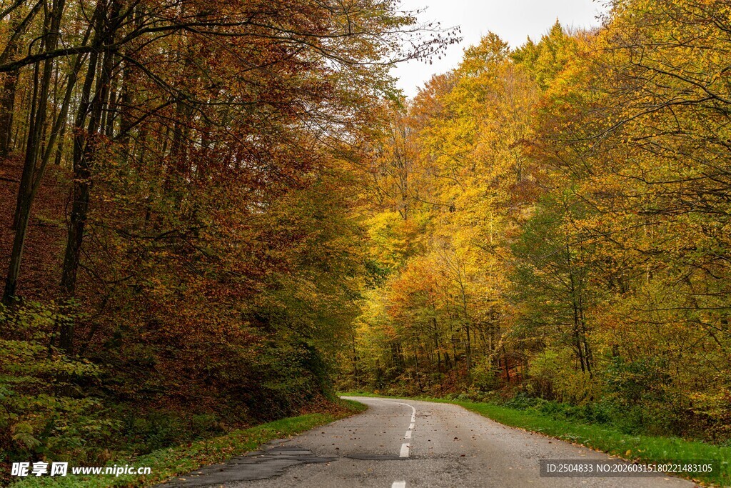 秋日林间公路美景