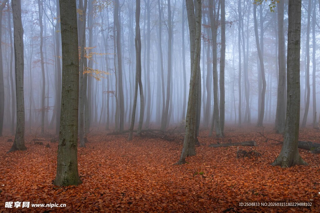 雾中树林 满地红叶