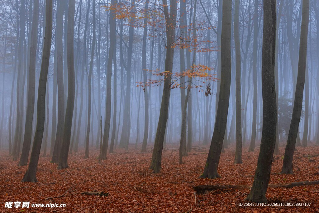 雾中秋日森林美如画