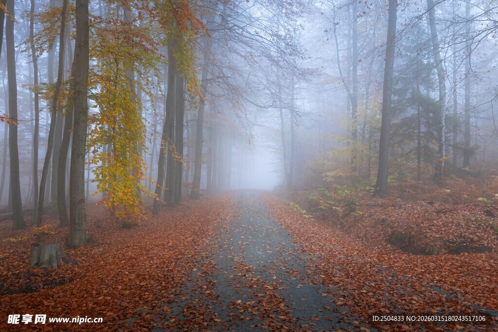 雾中幽径 秋林落叶之美
