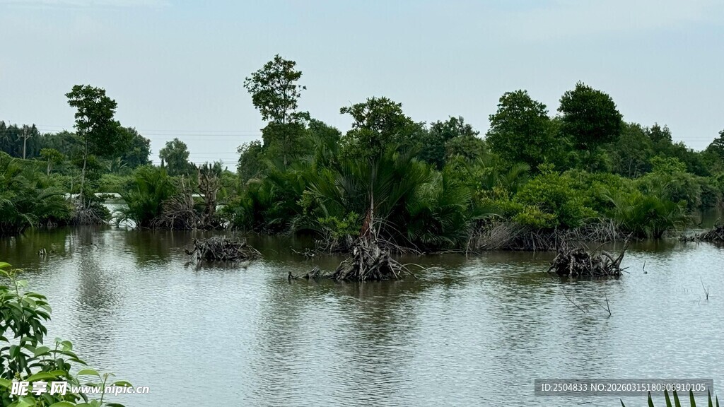 水上丛林景观
