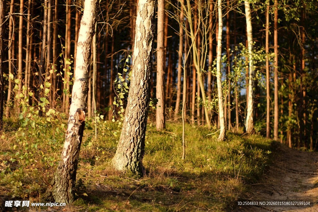 秋日林间小道的静谧风光