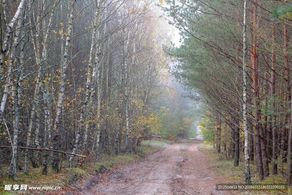 林间雾中蜿蜒的泥土小路