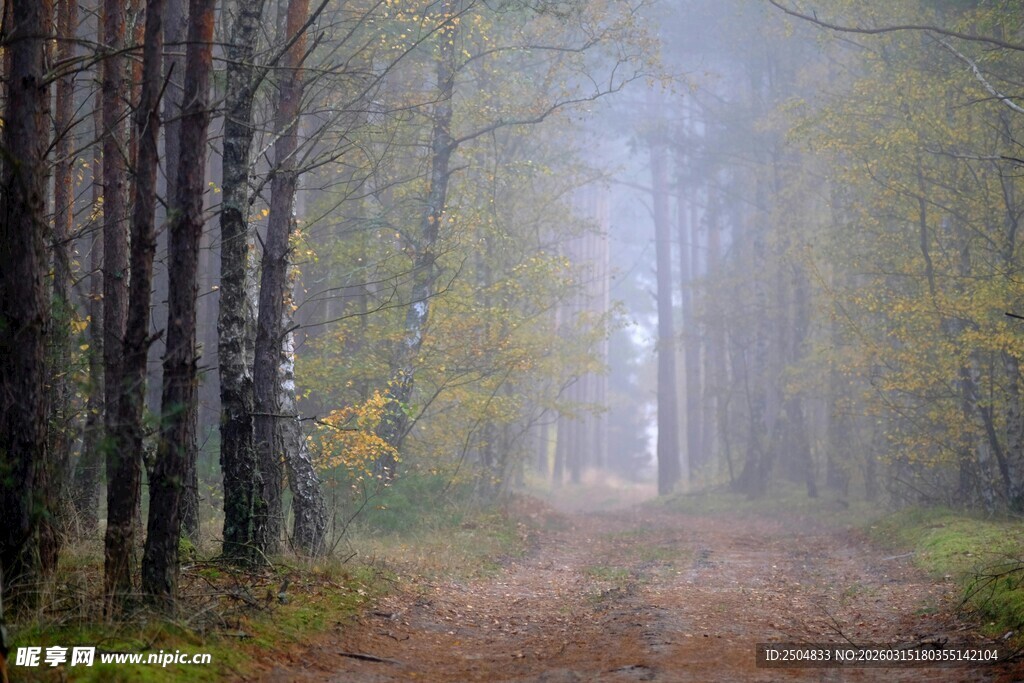 雾中幽径的静谧森林