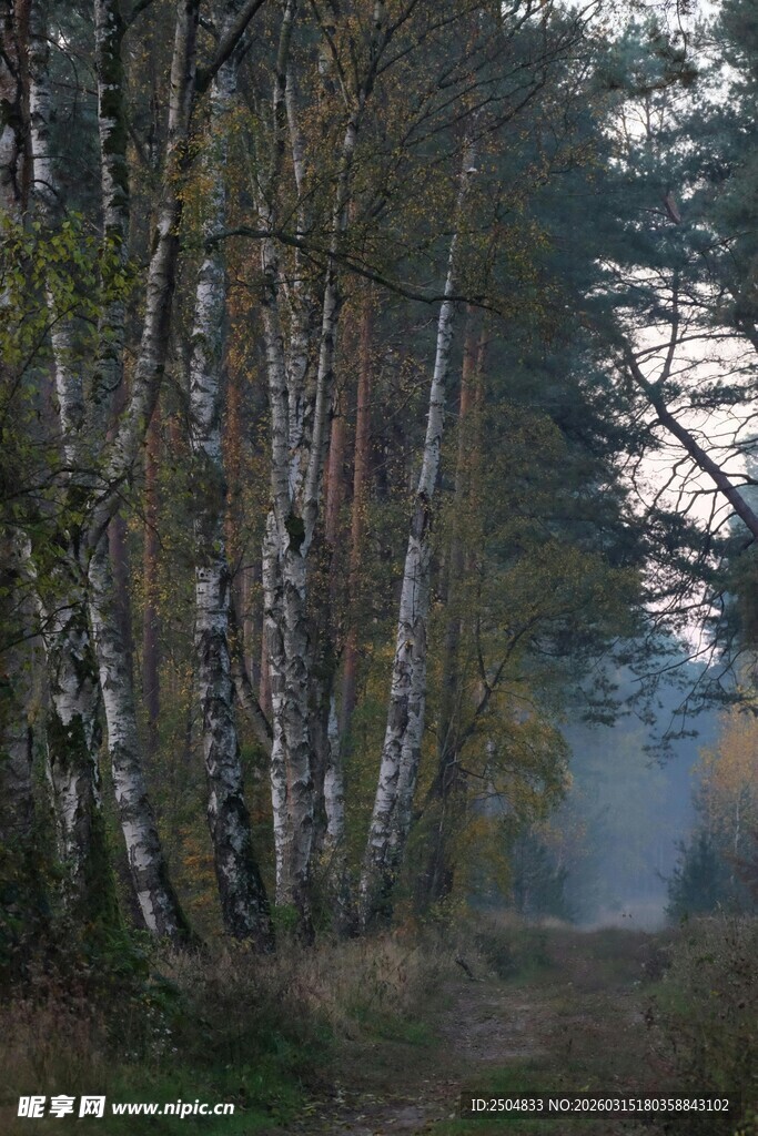 林间晨景 白桦树影婆娑