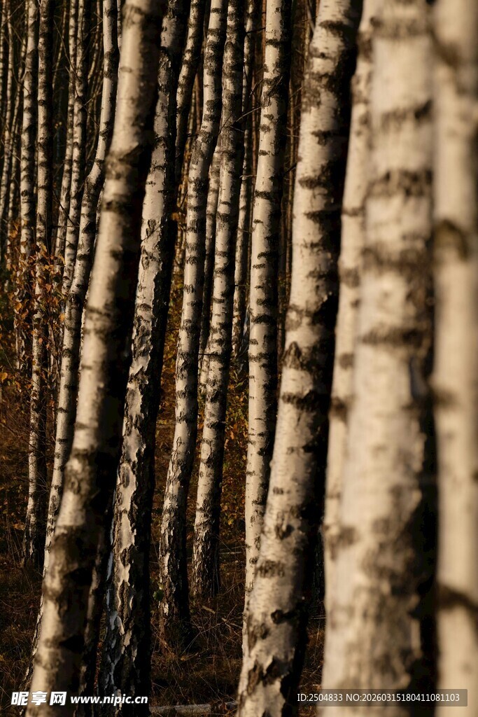 白桦林树干整齐排列