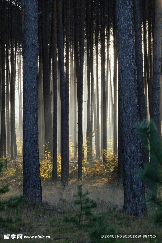 迷雾森林中的挺拔松树林