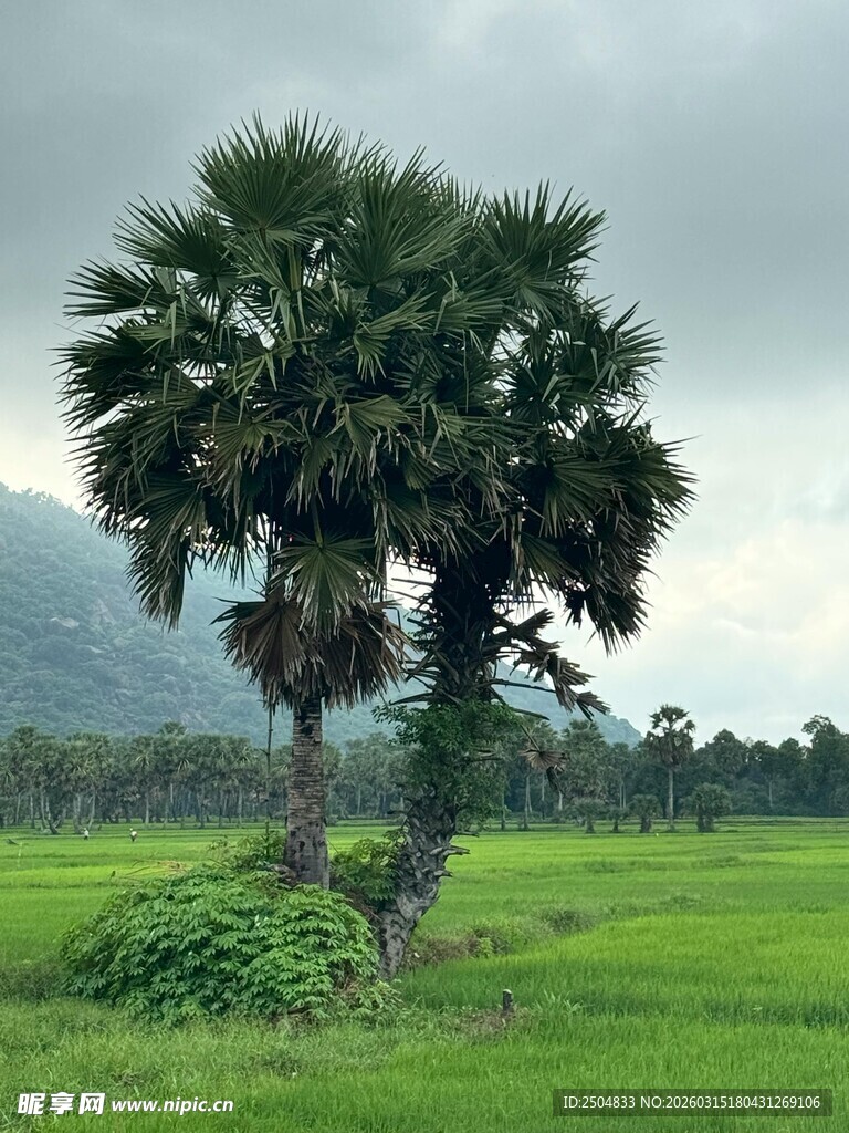 田野中的两棵棕榈树