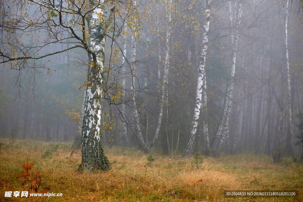 雾中白桦林的静谧景象