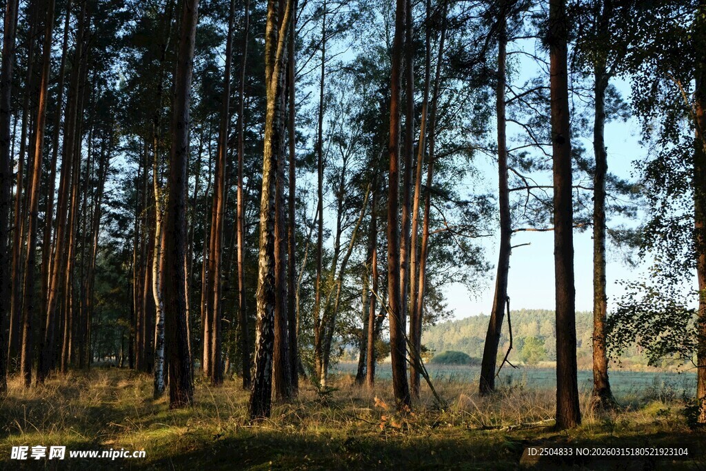 阳光洒落的静谧森林