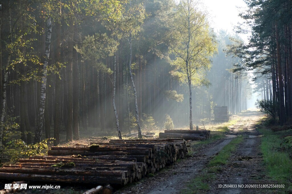 林间伐木场景