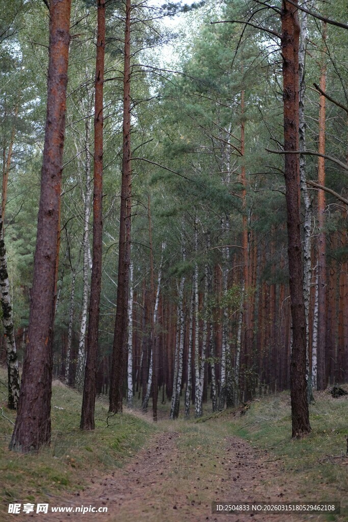 静谧的松林小道
