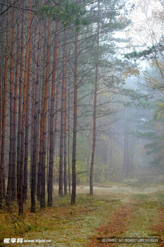 迷雾中的静谧松林小道