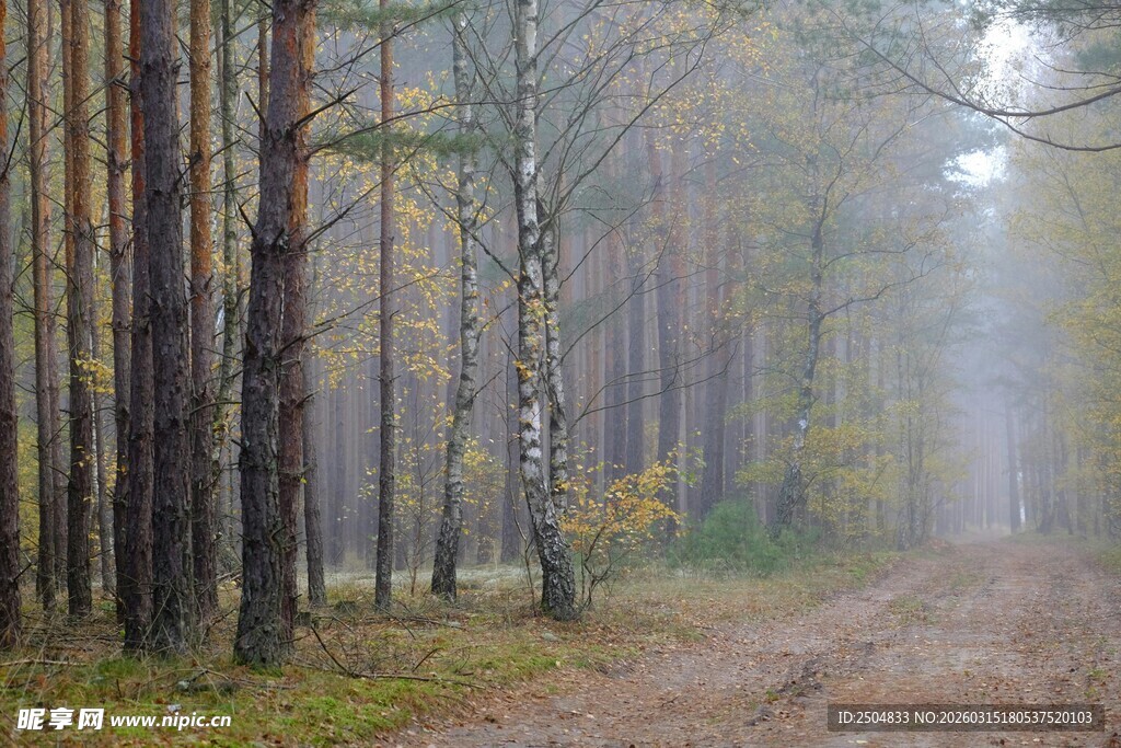 秋日林间小路 静谧美好
