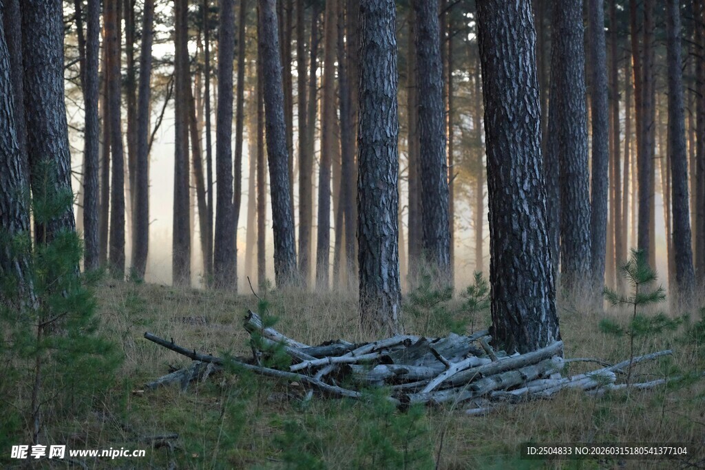 静谧森林中的枯木