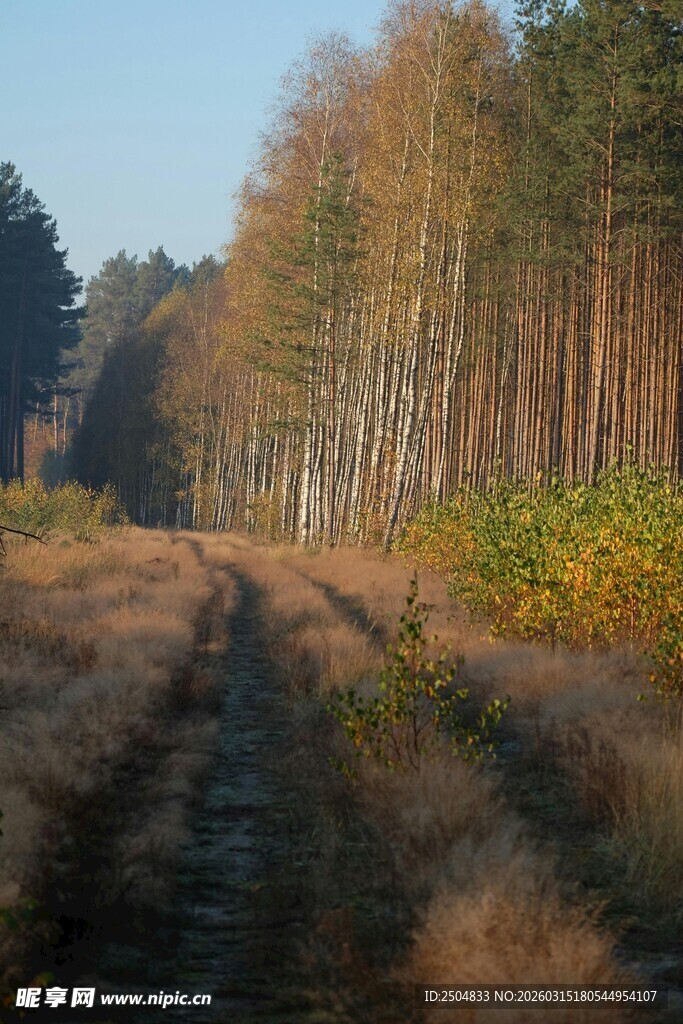 秋日林间小路美景