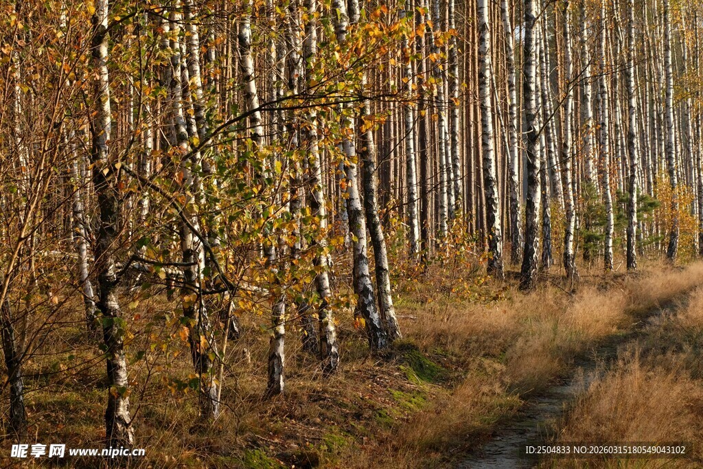 秋日林间小道的静谧美景