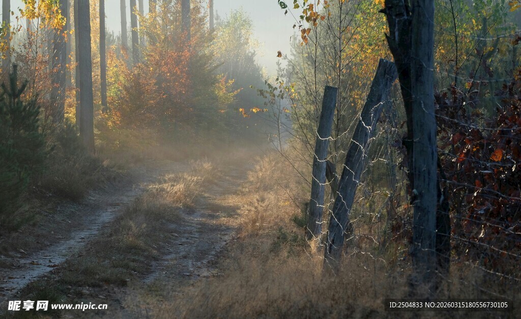 林间晨光中的破旧木栅栏