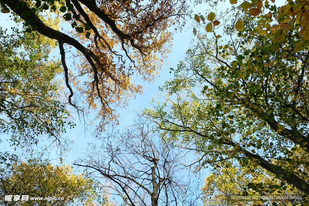 仰望秋日斑斓树冠