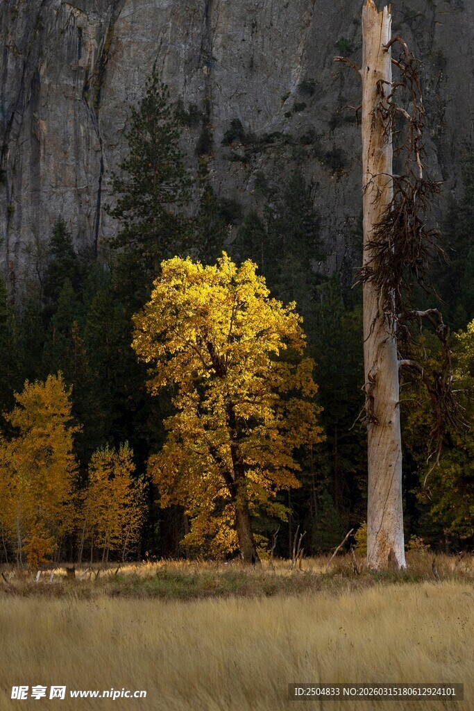 秋日山林中的金黄树木