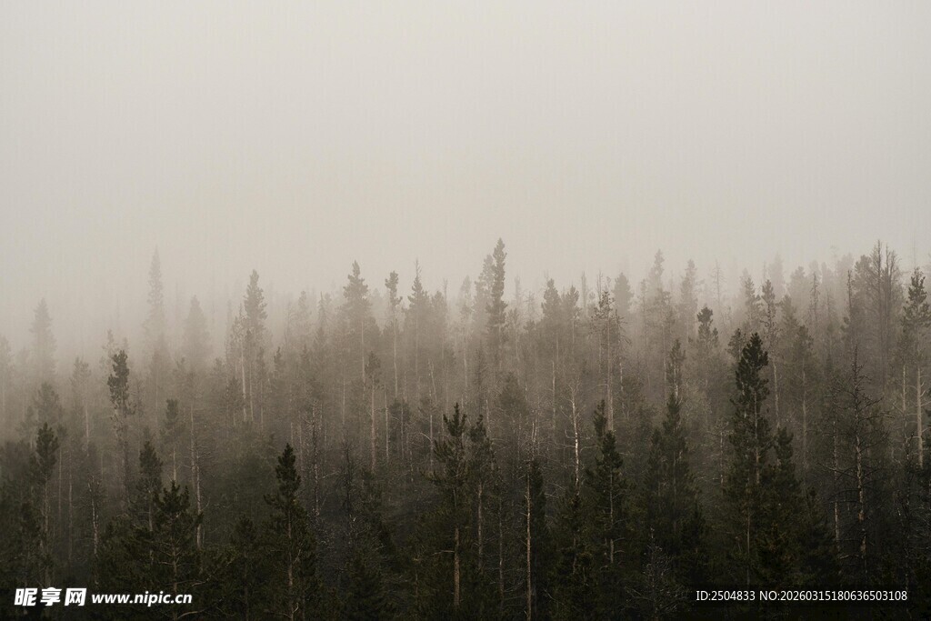 雾中森林景象