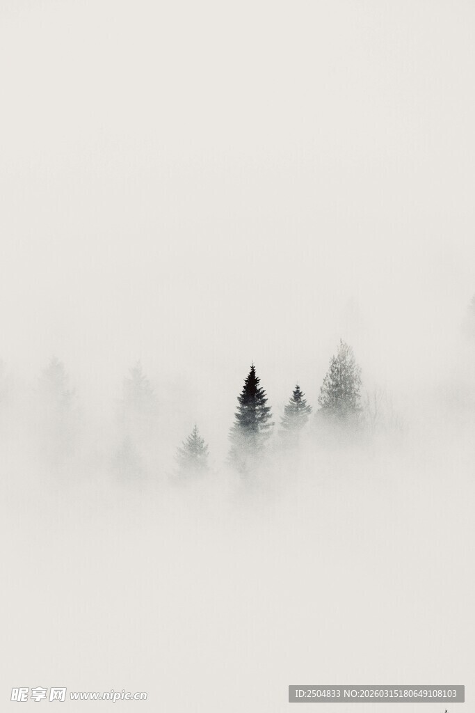 雾中松林 静谧自然之景