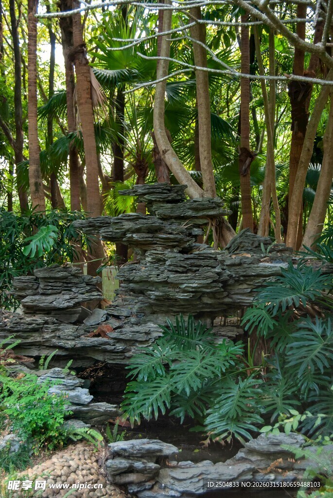 林间石阶 自然清幽景致