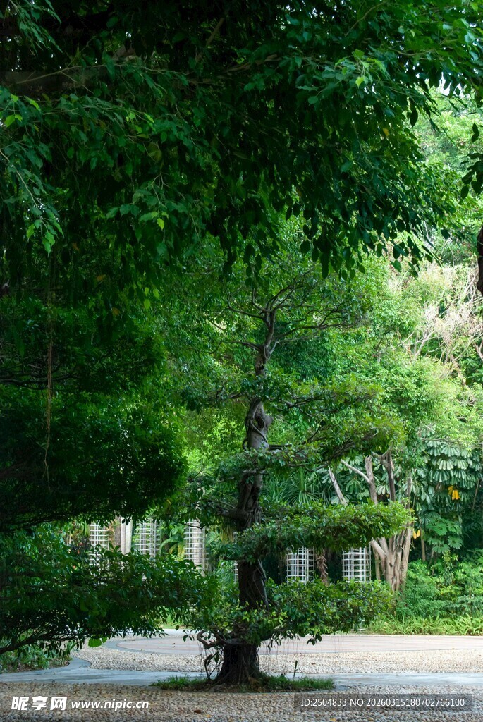 绿荫下的静谧庭院角落