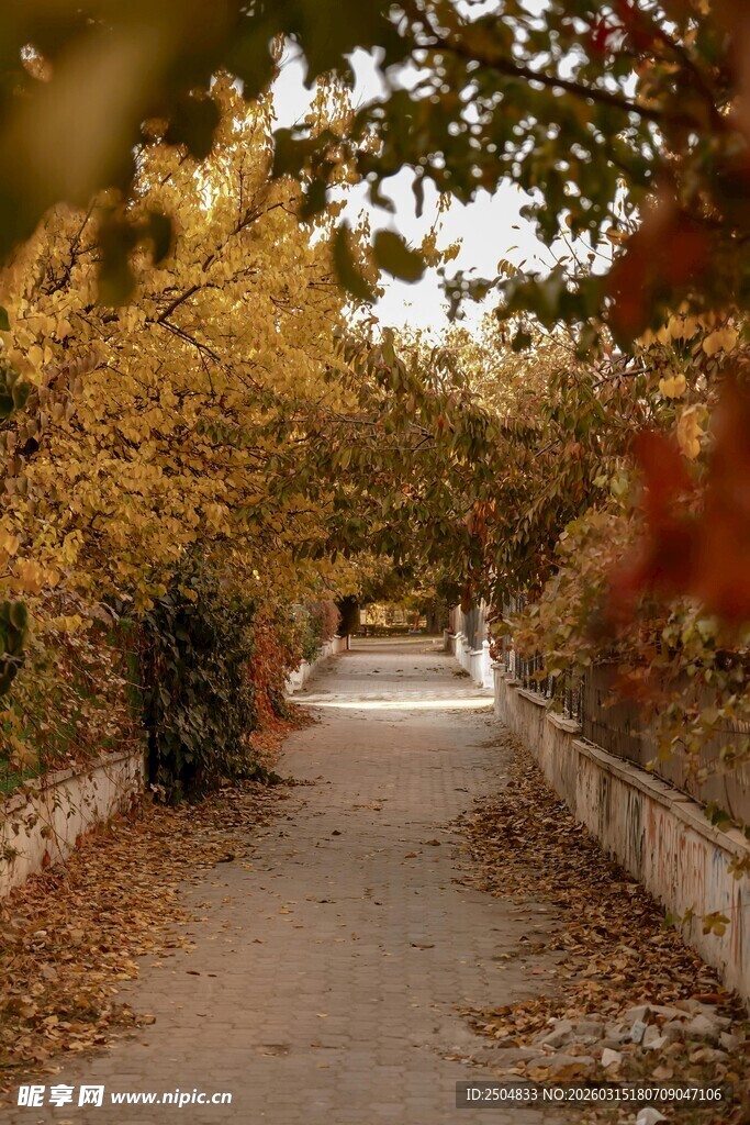 秋日林间小径美景